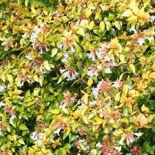 Abelia-Francis-Mason